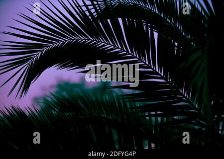 Tropical plant and tree leaf make a silhouette pattern over beautiful sunset sky Stock Photo