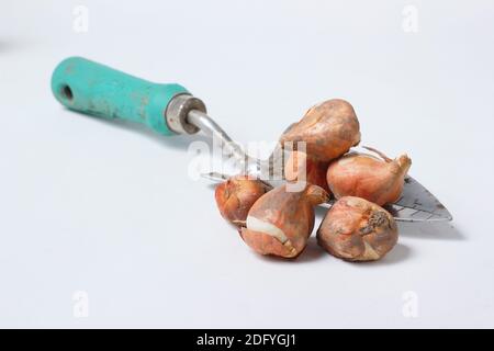 Tulipa 'White Flag' Tulip bulbs on trowel ready for autumn planting on white background. UK Stock Photo