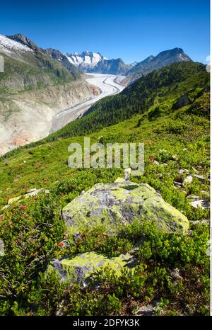 geography / travel, Switzerland, Wannenhoerner and Aletsch glacier, Valais, Additional-Rights-Clearance-Info-Not-Available Stock Photo
