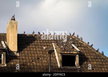 pigeons on a roof of an old abandoned harbor building in the port Deutz, Cologne, Germany. Stock Photo