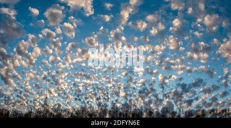 Panoramic view of the evening sky with many small cumulus clouds Stock Photo