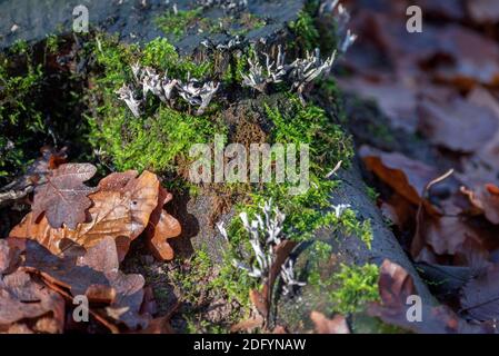 Lichens on an old tree stump. Stock Photo