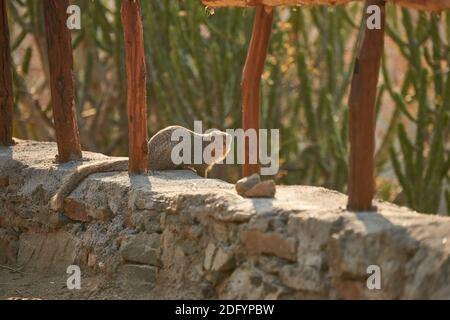 An Indian Grey Mongoose in Todgarh Wildlife Sanctuary. Stock Photo