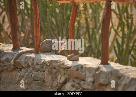 An Indian Grey Mongoose in Todgarh Wildlife Sanctuary. Stock Photo