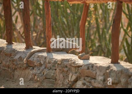 An Indian Grey Mongoose in Todgarh Wildlife Sanctuary. Stock Photo