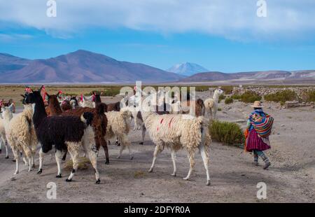 A female llama herder walks through the desert in Salar de Uyuni, Bolivia Stock Photo