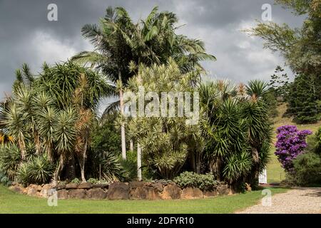 Part of an Austrlaian sub-tropical private garden with mixed dracaena and palms bounded by a natural rock retaining wall. Sunny autumn day. Stock Photo