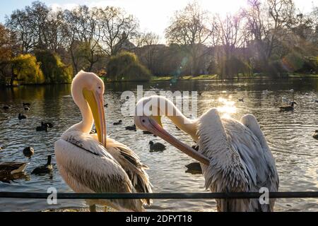 A group of adult and young pelicans standing next to a lake in St James Park in London Stock Photo