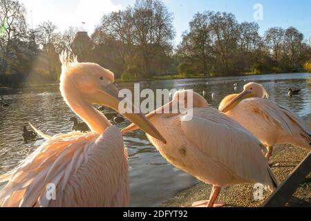 A group of adult and young pelicans standing next to a lake in St James Park in London Stock Photo