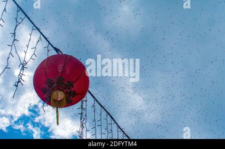 A huge cloud and swarm of insects flies in the sky next to an Asian lantern in Singapore, SE Asia. Stock Photo