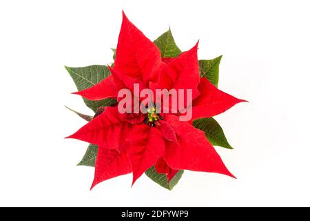 Top view of a Christmas red poinsettia flower isolated on white background Stock Photo