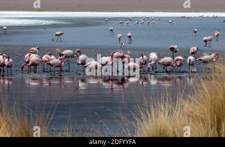 A pair of flamingos wades and feeds at a lake in Salar de Uyuni, Bolivia Stock Photo