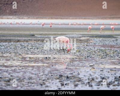 A pair of flamingos wades and feeds at a lake in Salar de Uyuni, Bolivia Stock Photo