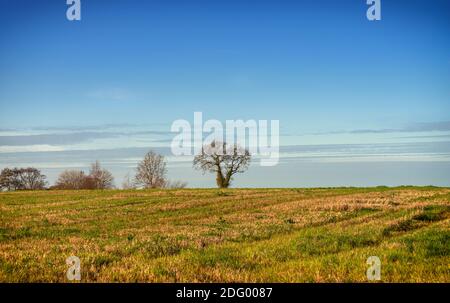 A lone tree stands on the skyline of a field. There are trees to one side and a sky above. Stock Photo