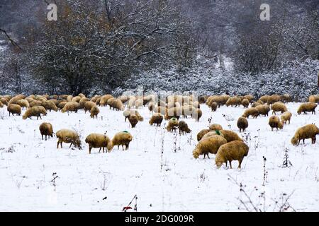 A flock of sheep and lambs during snowfall, winter landscape and sheep in Georgia, animal theme Stock Photo
