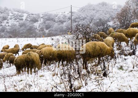 A flock of sheep and lambs during snowfall, winter landscape and sheep in Georgia, animal theme Stock Photo