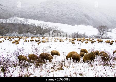 A flock of sheep and lambs during snowfall, winter landscape and sheep in Georgia, animal theme Stock Photo