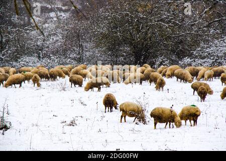 A flock of sheep and lambs during snowfall, winter landscape and sheep in Georgia, animal theme Stock Photo