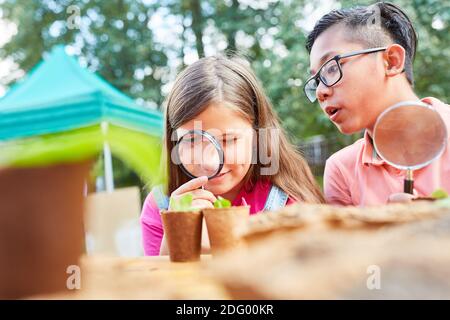 Children look curiously through a magnifying glass at leaves at the ecological holiday camp Stock Photo