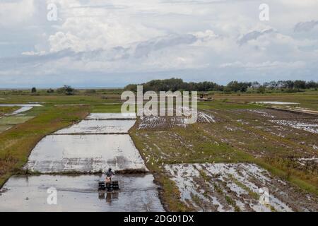 A stretch of rice field with a clear sky Stock Photo