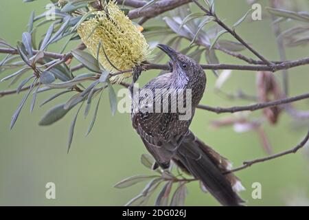 Zimtfluegel-honigfresser, kleiner honigfresser, anthochaera lunulata, little wattlebird, brush wattlebird, little wattle bird, l Stock Photo