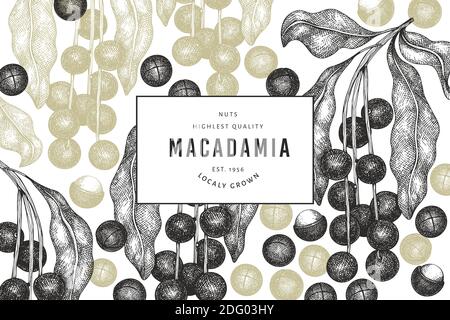 Hand drawn macadamia branch and kernels design template. Organic food vector illustration on white background. Retro nut illustration. Engraved style Stock Vector