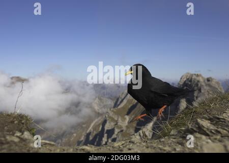 Alpendohle, Alpine Chough, Pyrrhocorax pyrrhocorax Stock Photo