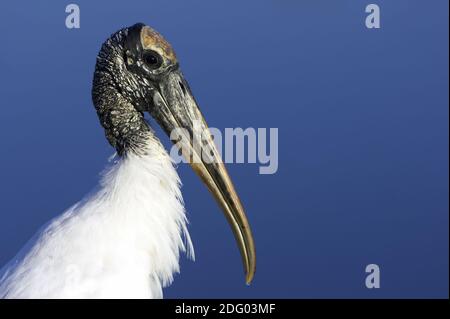 Waldstorch, Wood Stork (Mycteria americana) Stock Photo