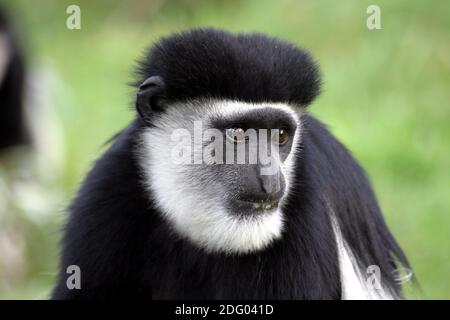 Mantelaffe, guereza, colobus guereza, abyssinian black-and-white colobus, eastern black-and-white colobus, noerdlicher guereza, Stock Photo