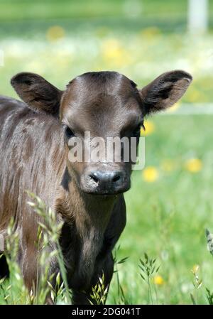 Dahomey Miniature Cattle Stock Photo