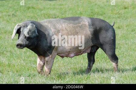 Swabian-Haellische Landschwein, Swabian Pig, German Breed Stock Photo