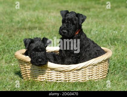 Kerry Blue Terrier Puppy Stock Photo Alamy