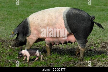 Swabian-Haellische Landschwein, Swabian Pig, German Breed Stock Photo