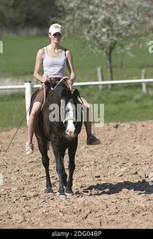Deutsches Reitpony, German Riding Pony, Riding without Saddle Stock Photo