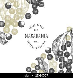 Hand drawn macadamia branch and kernels design template. Organic food vector illustration on white background. Retro nut illustration. Engraved style Stock Vector