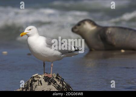 Herring Gull Stock Photo
