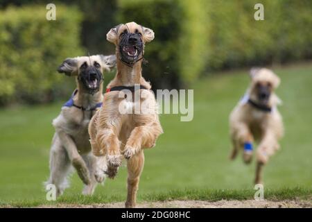 Three afghan hound at the greyhound racing Stock Photo