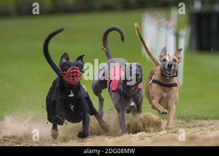 Three dogs at the greyhound racing Stock Photo