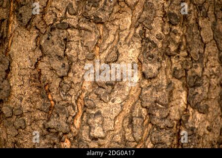 Close up of bark of tree texture wooden background. Tree trunk texture background. Stock Photo