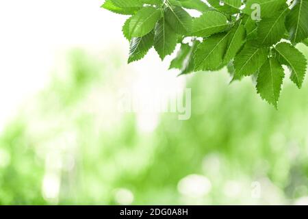 Fresh green leaves in summer or spring season. Frame made from green tree leaves. Natural backgrounds. Panoramic nature border Stock Photo