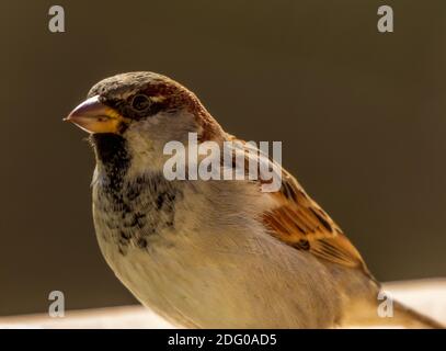 Passer domesticus, Close up of a Male Sparrow Stock Photo