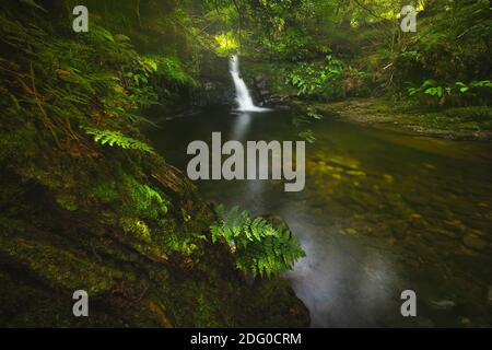 beautiful waterfall of a river inside a green forest full of vegetation and ferns with sunlight and trunk in the foreground Stock Photo