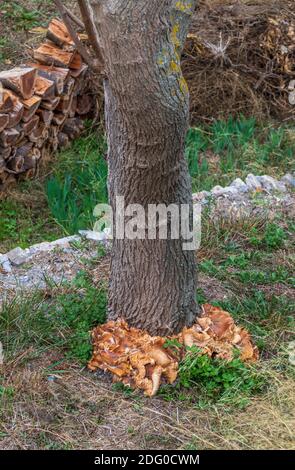 Agaricales, Common Gilled Mushrooms Growing Around a Mulberry Tree, Morus alba Stock Photo