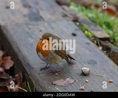 Westerham,Kent,7th December 2020,A Robin Redbreast can be seen on a Foggy Morning in Westerham, Kent, the weather forecast is for cloud, 2C and maybe some snow flurries later today.Credit: Keith Larby/Alamy Live News Stock Photo