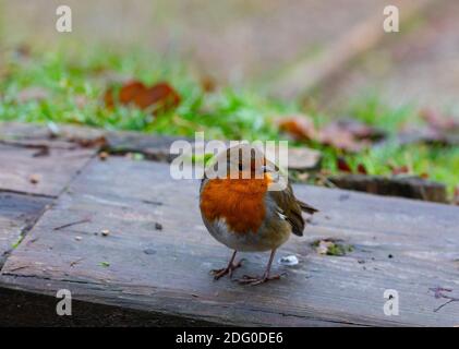 Westerham,Kent,7th December 2020,A Robin Redbreast can be seen on a Foggy Morning in Westerham, Kent, the weather forecast is for cloud, 2C and maybe some snow flurries later today.Credit: Keith Larby/Alamy Live News Stock Photo