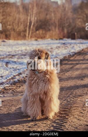 A Golden fluffy dog, an Irish wheat soft-coated Terrier, sits on a dirt road in a Park against a background of trees. Stock Photo