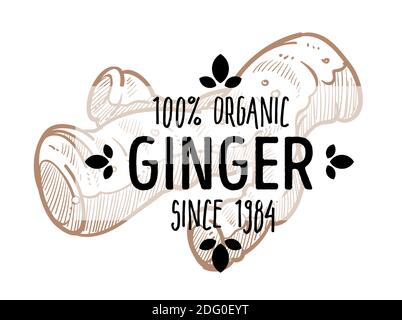 Ginger 100 percent organic food ingredient vector Stock Vector