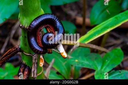 A giant millipede with red legs sits curled up on a branch in the rainforest.  Stock Photo