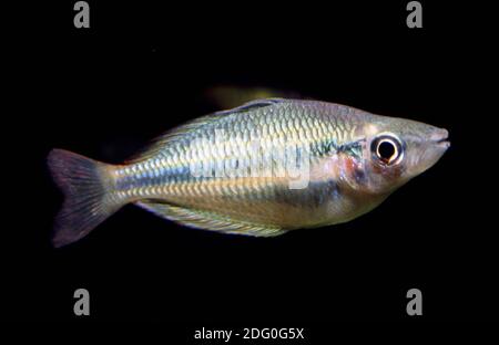 Lake Kutubu rainbowfish, Melanotaenia lacustris Stock Photo