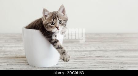 Gray tabby kitten sitting in white flower pot. Portrait of adorable curious fluffy kitten with paw. Beautiful baby cat on white background with copy Stock Photo